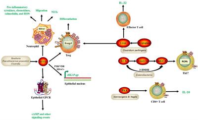 New insights into bacterial mechanisms and potential intestinal epithelial cell therapeutic targets of inflammatory bowel disease